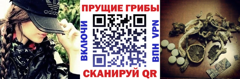 Псилоцибиновые грибы Cubensis  Бодайбо 